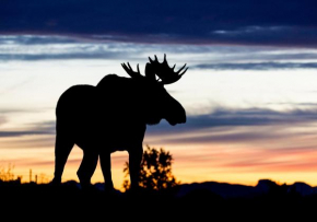 Wildlife Panorama Lofoten
